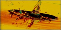 Syntek Oils